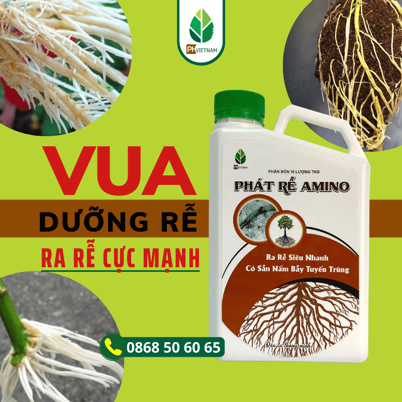 So sanh re cu khoai lang khoe manh va re cu bi benh thoi hoac tuyen trung